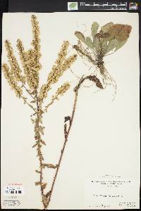 Solidago bicolor image