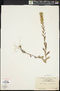 Solidago bicolor image