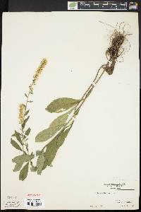 Solidago bicolor image