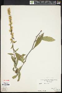 Solidago bicolor image