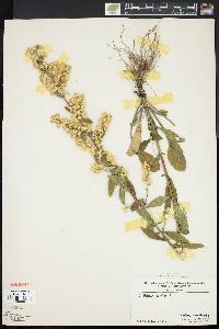 Solidago bicolor image