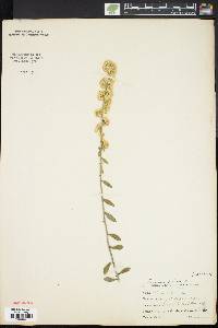 Solidago bicolor image