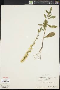 Solidago bicolor image