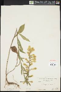 Solidago bicolor image