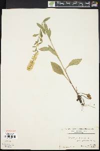 Solidago bicolor image