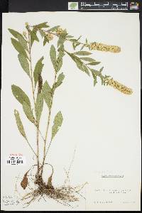 Solidago bicolor image