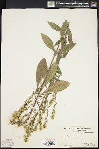 Solidago bicolor image