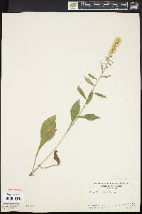 Solidago bicolor image