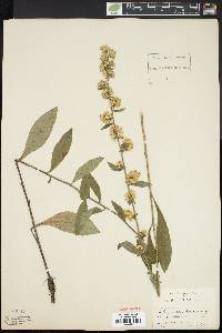 Solidago bicolor image