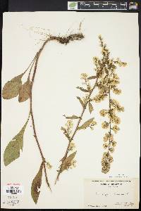 Solidago bicolor image