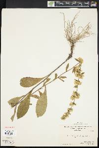 Solidago bicolor image