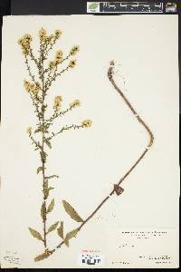 Solidago bicolor image