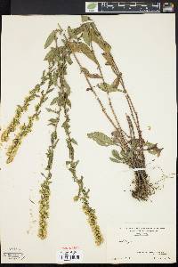 Solidago bicolor image