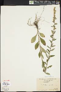 Solidago bicolor image