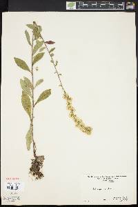 Solidago bicolor image