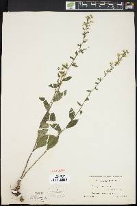 Solidago bicolor image