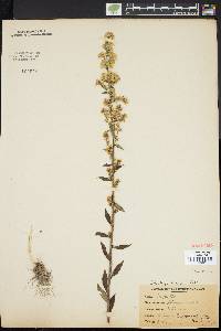 Solidago hispida image