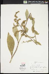 Solidago patula image