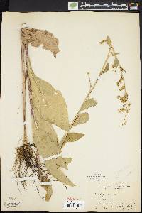 Solidago patula image