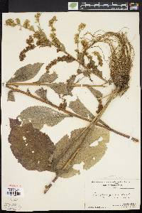 Solidago patula image