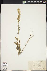 Solidago puberula image