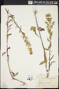 Solidago puberula image