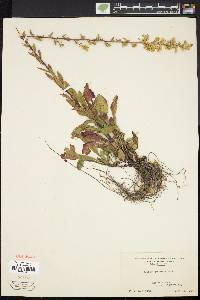 Solidago puberula image