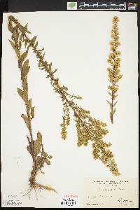 Solidago puberula image