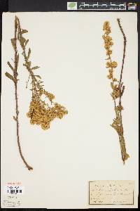 Solidago puberula image