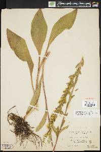 Solidago purshii image