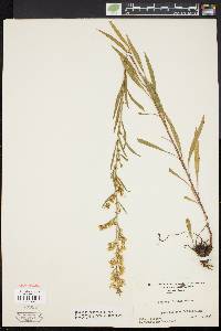 Solidago purshii image