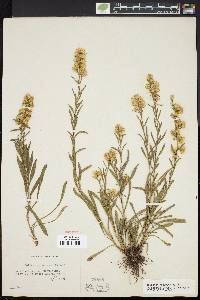 Solidago racemosa image