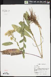 Solidago rigida image