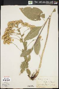 Solidago rigida image