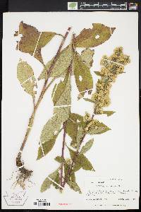 Solidago squarrosa image