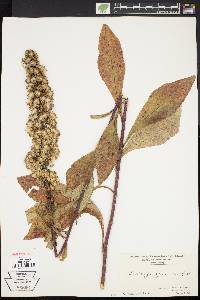 Solidago squarrosa image