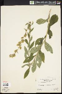 Solidago squarrosa image