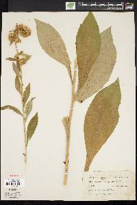 Solidago squarrosa image