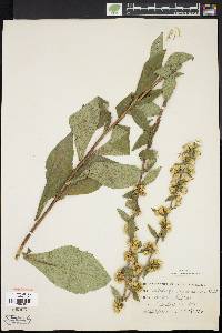 Solidago squarrosa image