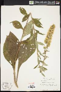 Solidago squarrosa image