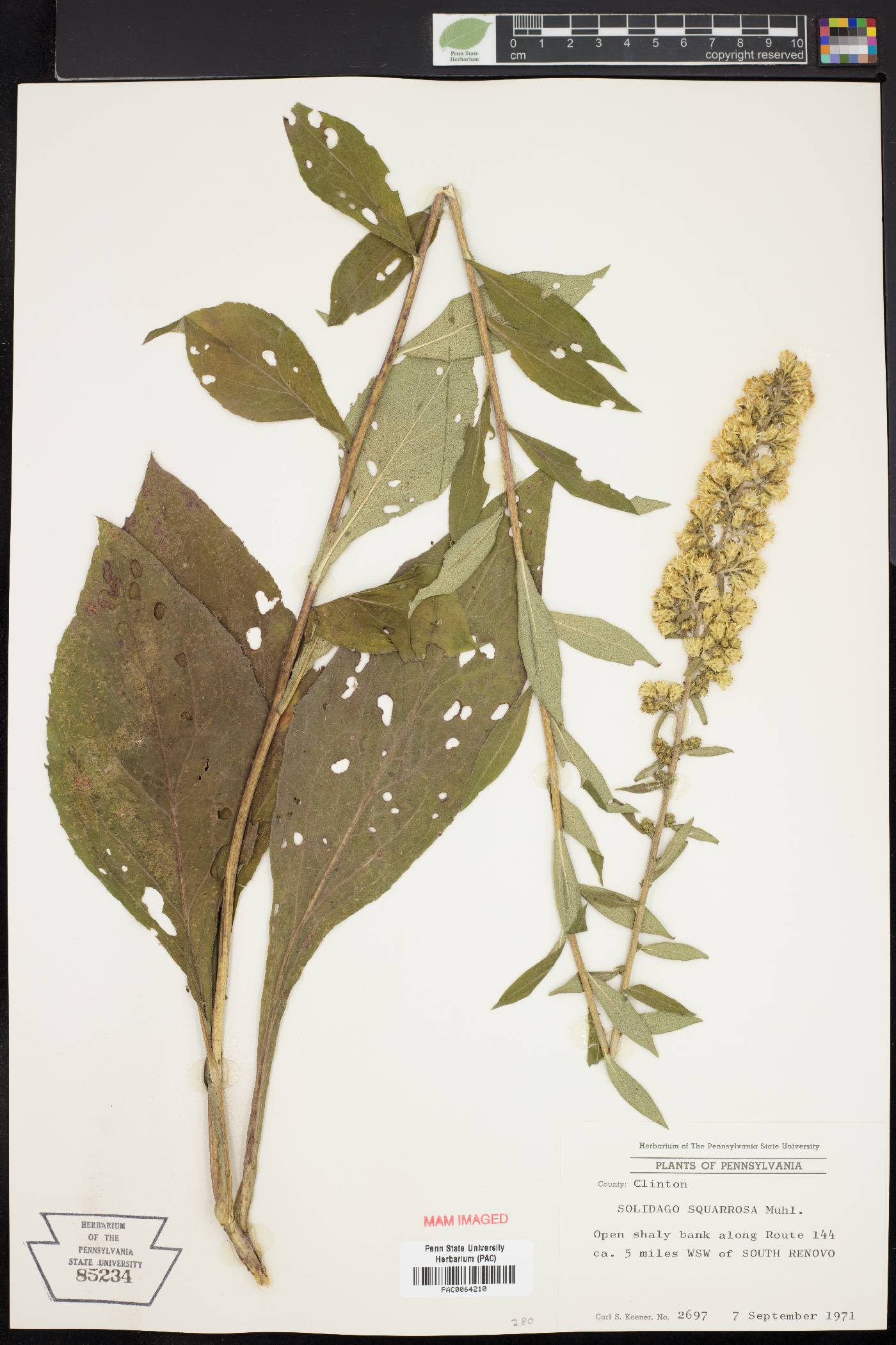 Solidago squarrosa image