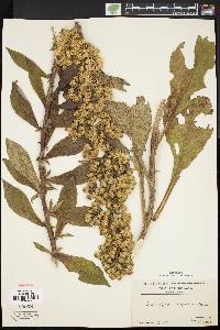 Solidago squarrosa image