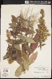 Solidago squarrosa image