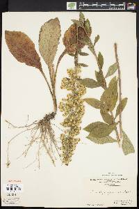 Solidago squarrosa image