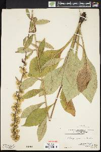 Solidago squarrosa image