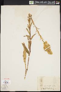 Solidago stricta image