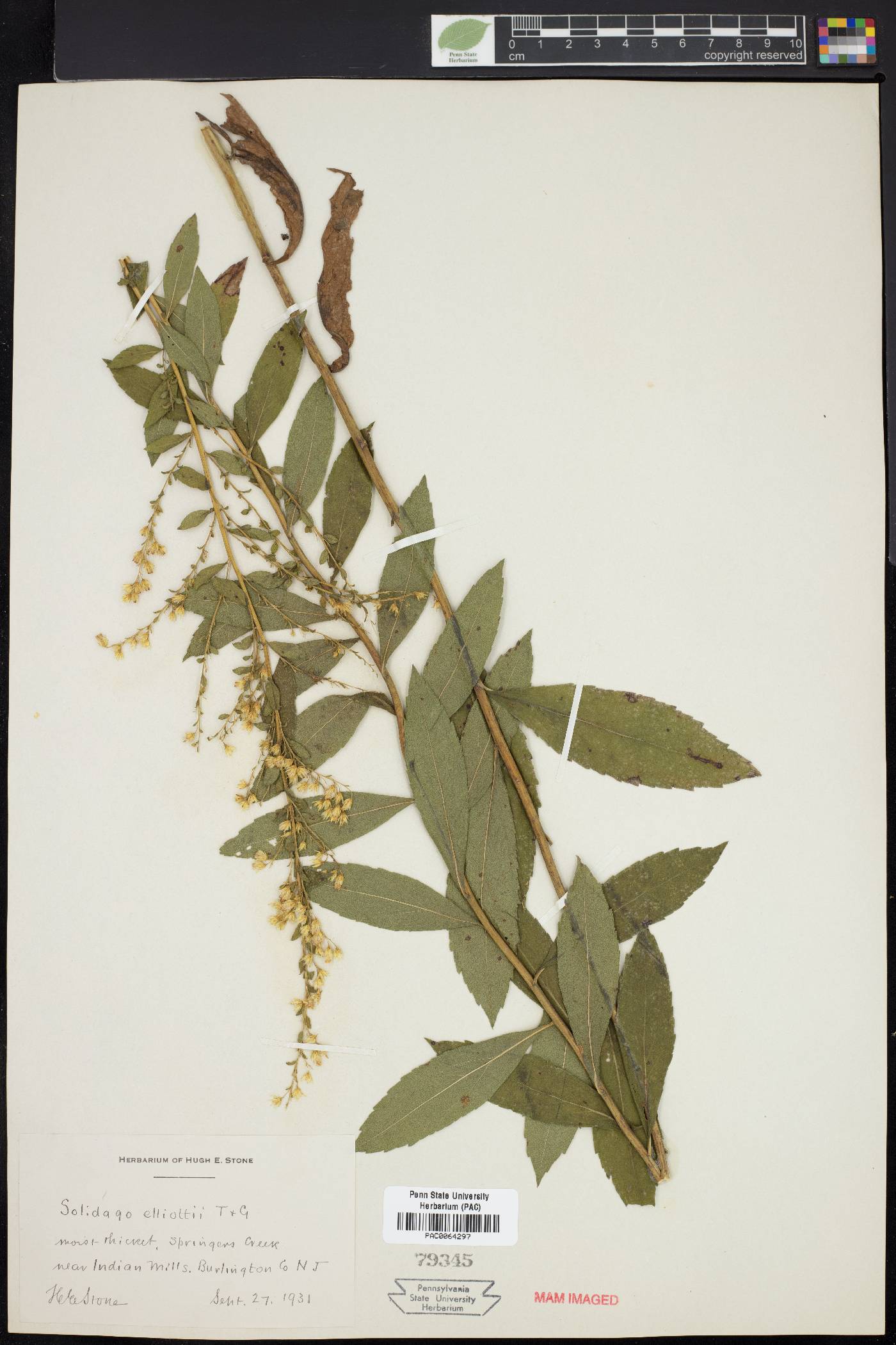 Solidago elliottii image