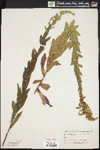 Solidago fistulosa image