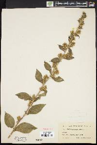 Solidago squarrosa image