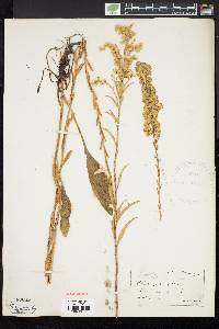 Solidago stricta image